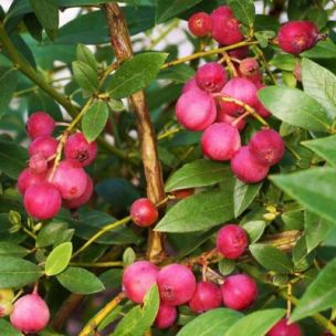 Myrtille à fruits roses Rosa Berry - Leaderplant