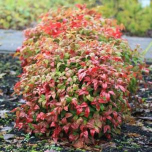 Nandina 'Fire Power' - Leaderplant