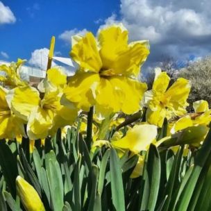 Narcisse Decasplit Cassata (9 Bulbes) - Leaderplant