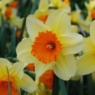 Narcisse grande coupe Fortissimo (9 Bulbes) - Leaderplant