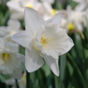 Narcisse Trompette Mount Hood (9 Bulbes) - Leaderplant