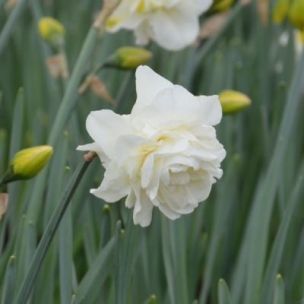 Narcisse double Obdam (9 Bulbes) - Leaderplant
