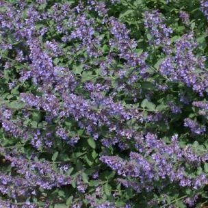 Herbe à Chats 'Walker's Low' - Nepeta - Leaderplant