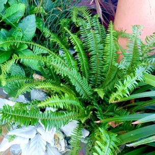 Fougère de Boston Rustique ARTICJUNGLE ® - Leaderplant