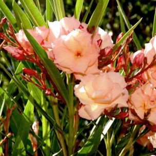 Laurier Rose Saumon Double - Leaderplant
