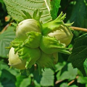 Noix de macadamia – Pepiniere Tullus