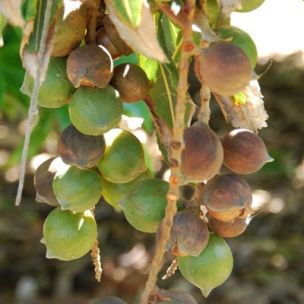 Noix de Macadamia - Noyer du Queensland - Leaderplant