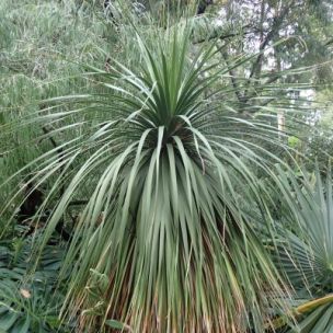 Noline rustique arbustive - Leaderplant