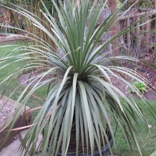 Noline rustique - Leaderplant