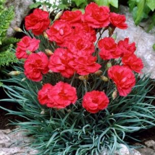 Oeillet mignardise David - Rouge - Leaderplant