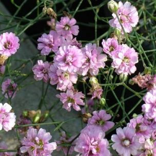 Oeillet des Rochers rose - Leaderplant