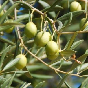 Olivier nain 'Olive Me Oliana' Fruit Me' ® - Leaderplant