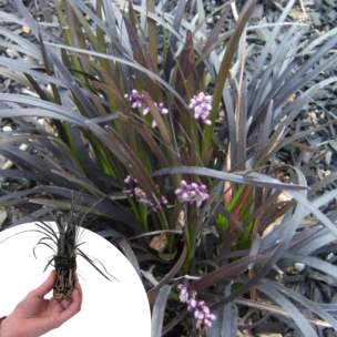 Ophiopogon noir en mini-motte - Leaderplant