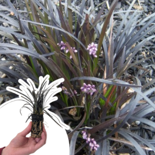Ophiopogon noir en mini-motte - Leaderplant
