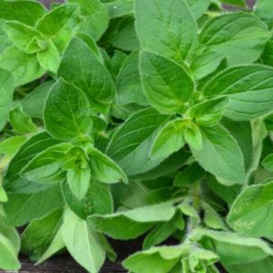 Origan commun BIO - Leaderplant