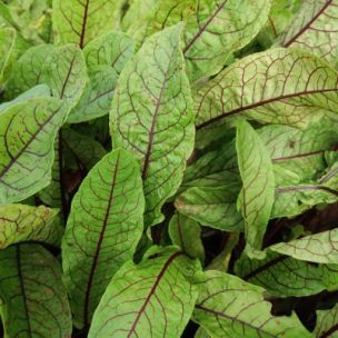 Oseille sanguine - Oseille rouge - Leaderplant