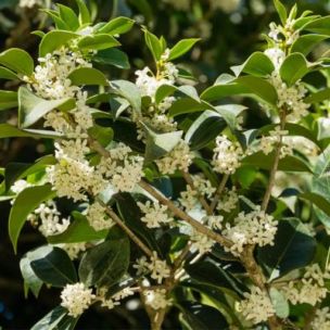 Osmanthe à fleurs blanches - Leaderplant