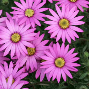 Marguerite du Cap Stardust   - Leaderplant