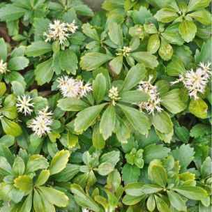 Pachysandre du Japon - Leaderplant
