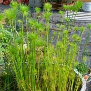 Papyrus nain - Leaderplant