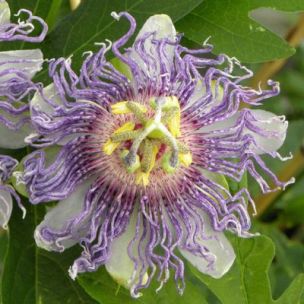 Passiflore Eia Popeia Cooltropics ® - Leaderplant