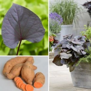 Patate douce Kaukura - Leaderplant
