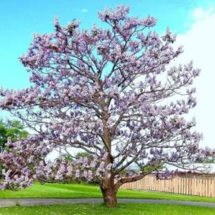 Paulownia Arbre Kawakami - Leaderplant