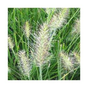 Graminée Herbe aux écouvillons naines - Leaderplant
