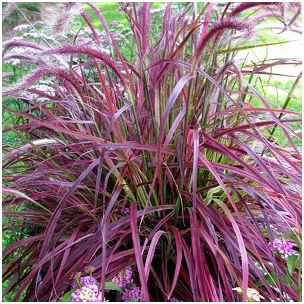 Graminée Pennisetum Fireworks ® - Leaderplant