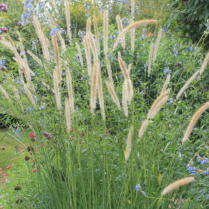 Graminée Herbe aux écouvillons macrourum White Lancer - Leaderplant