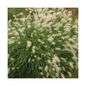 Graminée Herbe aux écouvillons 'Villosum' - Leaderplant