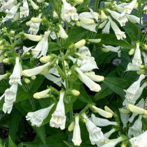 Penstemon Nova Pearl ® - Leaderplant