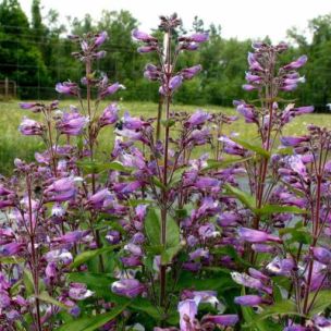 Penstemon Nova Twilight ® - Leaderplant