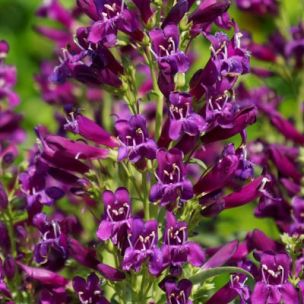 Penstémon Purple Perfection ® - Leaderplant
