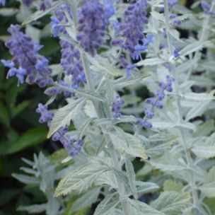 Perovskia 'Silveri Blue' ® - Lavande d'Afghanistan - Leaderplant