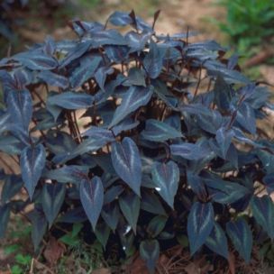 Persicaria pourpre Red Dragon ® - Leaderplant