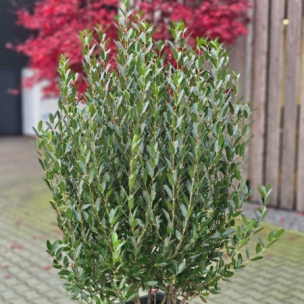 Phillyrea à feuilles étroites Grand Prix ® - Leaderplant