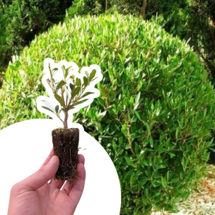 Phillyrea Green Quick en mini-motte - Leaderplant