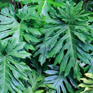 Philodendron à feuilles découpées - Leaderplant