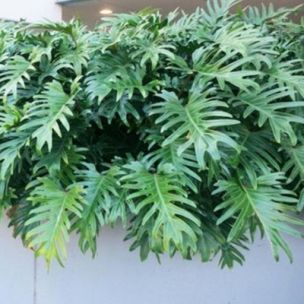 Philodendron Xanadu - Leaderplant