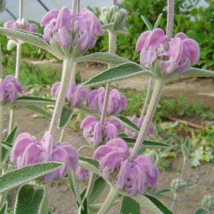 Phlomis pourpre - Leaderplant