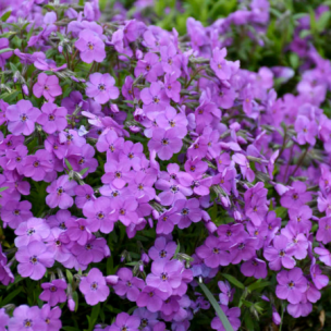Phlox mousse Purple Sprite ®  - Leaderplant