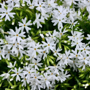 Phlox mousse Snowflake  - Leaderplant