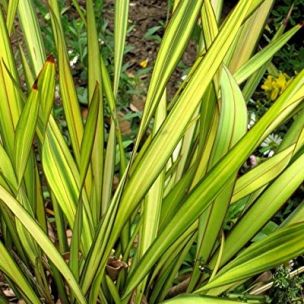 Phormium Apricot Queen Lin de Nouvelle Zélande - Leaderplant