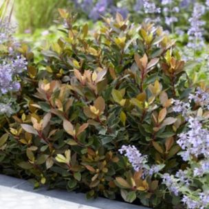 BON PLAN  -50%  Photinia Chico  - Leaderplant