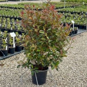 Photinia Red Robin en pot de 8L  - Leaderplant