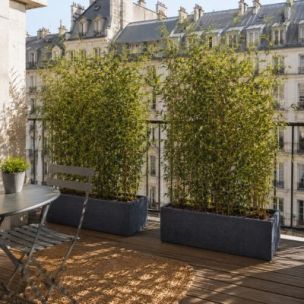 Haie Brise-vue Balcon Bambou Asian Wonder en KIT - Leaderplant