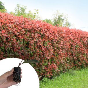 Photinia Red Robin en mini-motte - Leaderplant