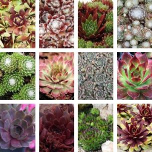 KIT 12 Sempervivum Chick Charms ® - Joubarbes - Leaderplant