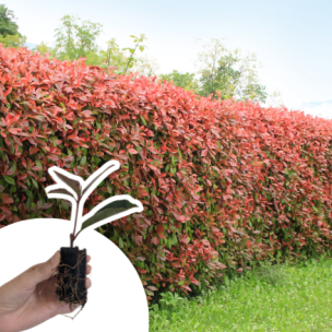 Photinia Red Robin en mini-motte - Leaderplant